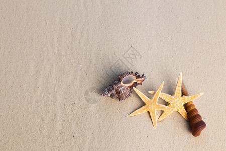 以沙子为背景的海贝壳背景图片