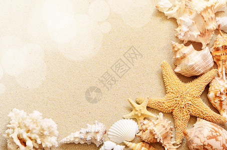 以沙子为背景的贝壳夏日海滩图片