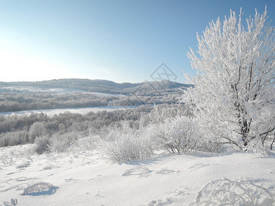 美丽的冬季风景森林覆盖着霜冻和图片