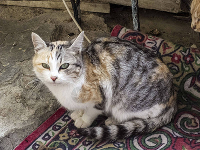 最美丽的猫眼紧地盯着猫的眼睛不一样的背景图片