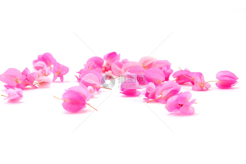白色背景的粉红花CoralVine图片