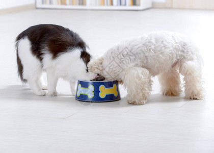 小狗麦芽和黑白猫在家里吃碗里背景图片