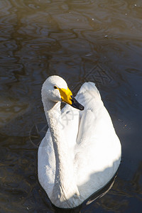 城市池塘中漂浮的白天鹅图片