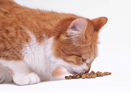猫吃干粮图片
