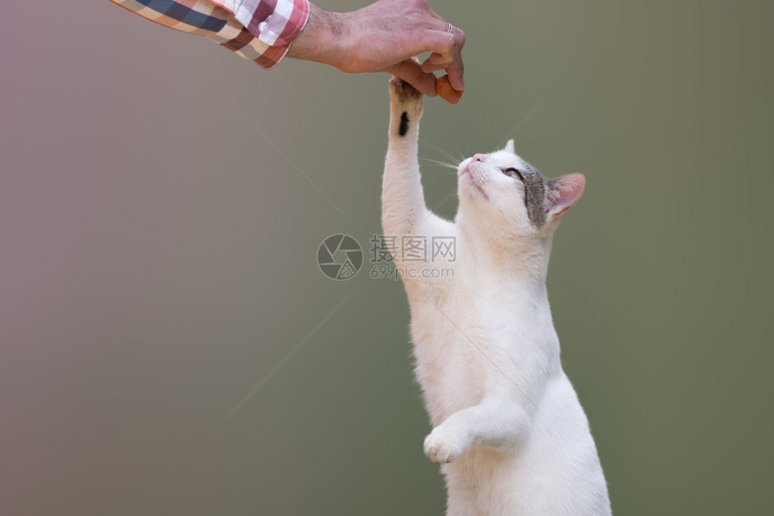 可爱的猫从男人的手中抓起香肠图片