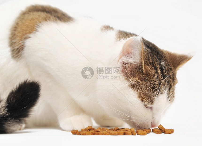猫吃干粮图片