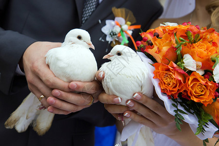 新娘和新郎手中的白鸽图片