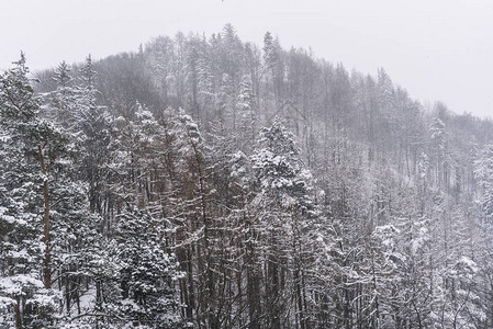 白雪皑的松树雪景图片