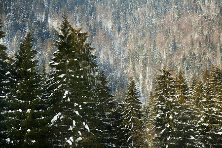 喀尔巴阡山脉的冷杉瀑布图片