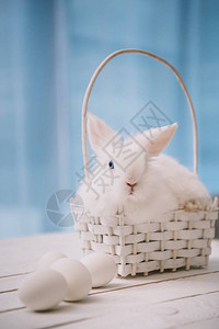 白东兔坐在篮子里背景图片
