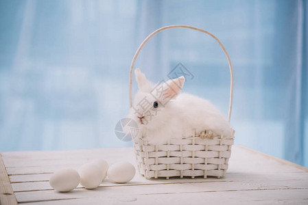 白东兔坐在小篮子里图片