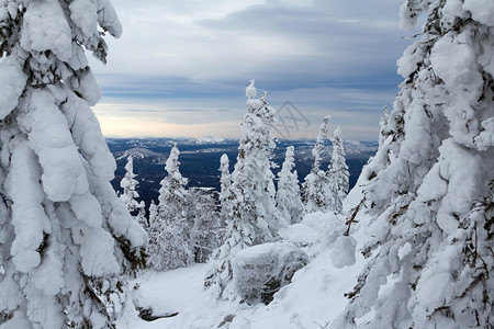 冬天在南乌拉尔山的雪覆盖了树图片