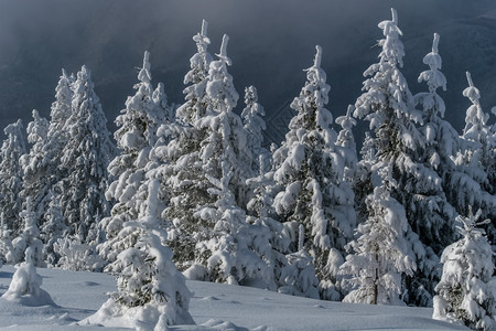 冬季松林罗马尼亚图片