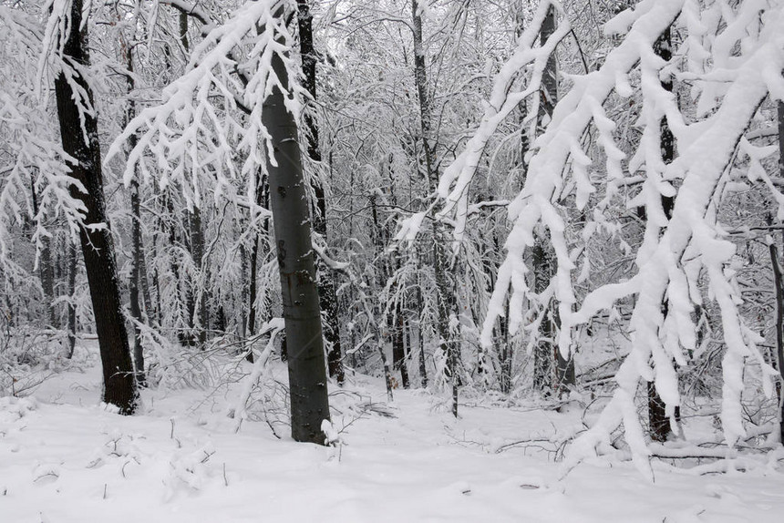 冬天的雪林湿雪紧粘在树枝上美丽的白图片