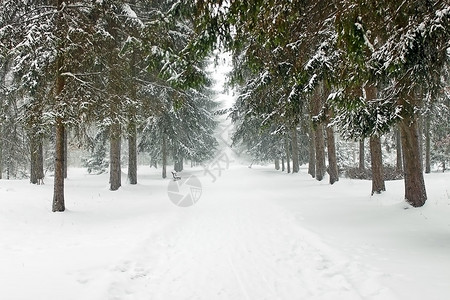 雪中杉树的公园小巷图片