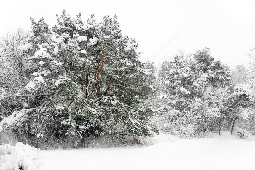 大雪风暴中的松树图片