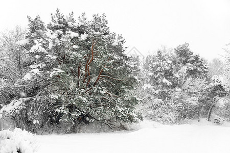 大雪风暴中的松树图片