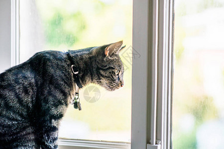虎斑猫坐在窗台上从窗户往外看图片