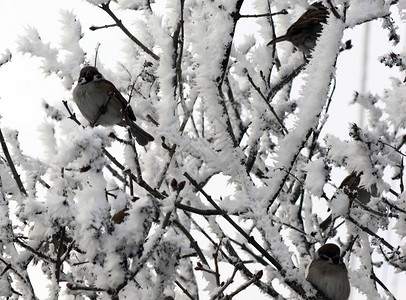 白喉麻雀栖息在积雪的树枝上图片