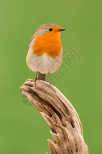 漂亮的小鸟有橙色羽毛的小鸟图片
