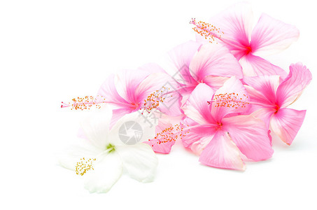 在白色背景上被孤立的花朵粉色和白色的图片
