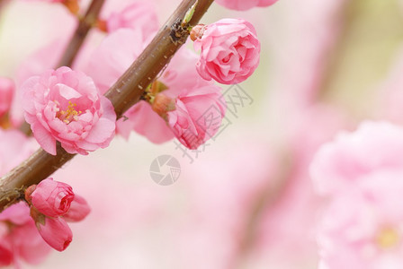 树枝上含苞待放的粉色鲜花图片