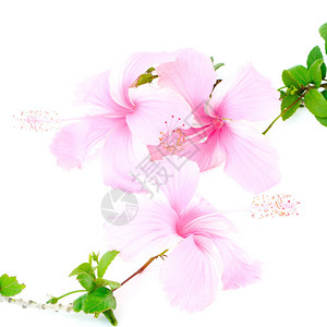 花朵多彩的粉色花朵白背景的Hibis图片