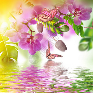 与热带兰花和蝴蝶的花卉背景图片