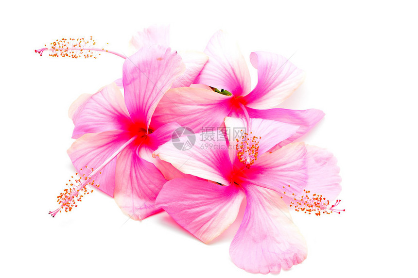 粉色的花朵白底孤立于图片