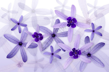 白色紫花朵背景的图像图片