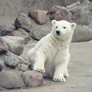 有趣的小白北极熊图片