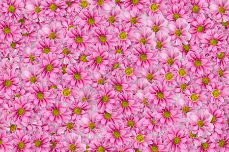 白色背景上的粉红色花朵背景图像背景图片