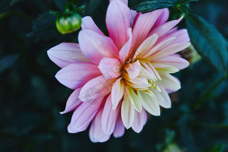 花园里美丽的白色和紫色菊花图片