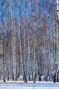 Birch森林与冬季图片
