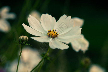 一朵白花背景特写图片