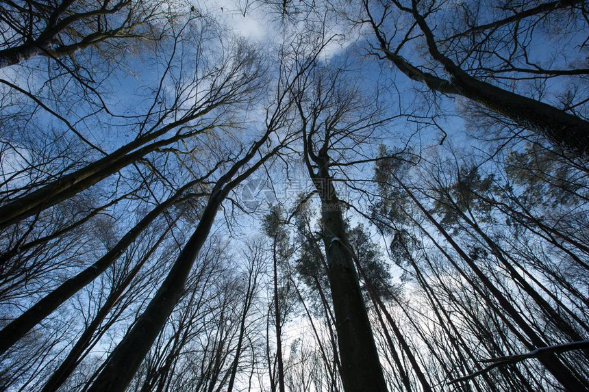 波兰的冬季森林中风景和天气良图片