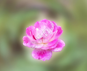 玫瑰粉红色花抽象自然背景纹理背景图片