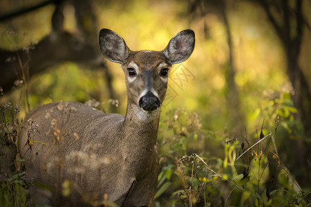 白色尾巴的鹿在树林里保持警觉图片