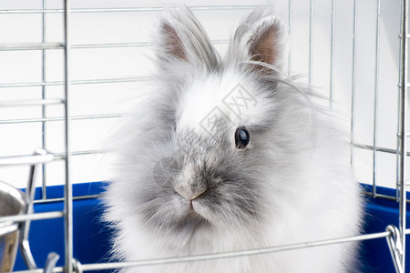 白色安哥拉兔背景图片
