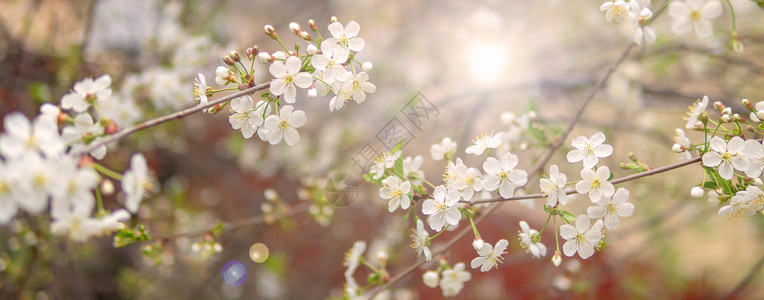 灿烂阳光照射下的樱花树图片