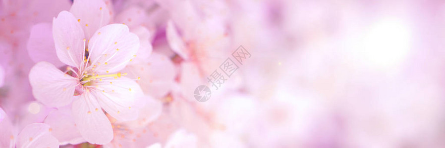 粉色梦幻樱花背景图片