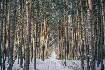 美丽的冬季森林中的小径树木高大图片