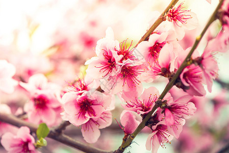 树枝上粉红的鲜花图片