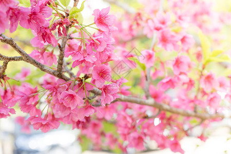 粉色樱花树花枝图片