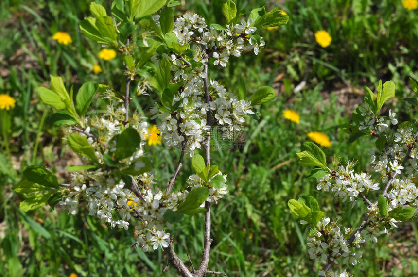 春天森林里野刺的白花图片