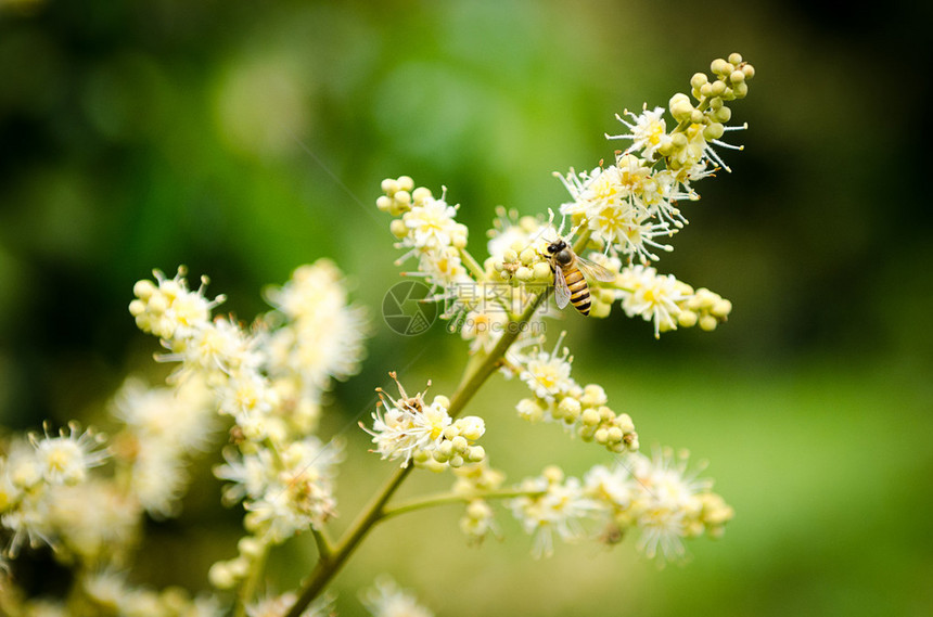 工作蜂从龙眼花中采集花蜜图片