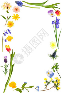 大花朵选择形成白色背景的抽象边框info背景图片