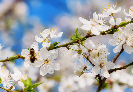 蜜蜂正在采蜜的樱花花枝图片