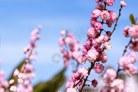 桃树枝上开满了粉红色的花朵图片