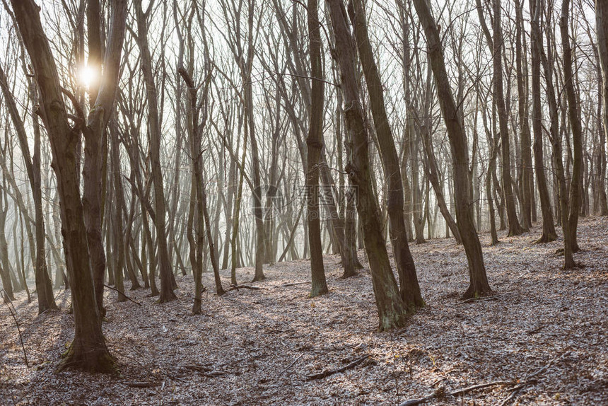 冬季森林景观迷雾森林图片